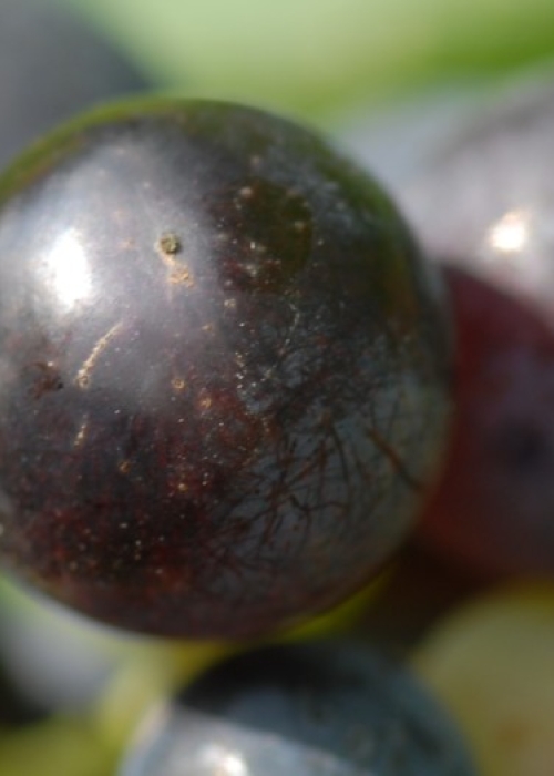 Schwarzriesling ANT 0525